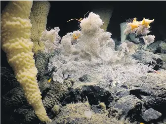  ?? NORTHEAST PACIFIC SEAMOUNTS EXPEDITION PARTNERS/OCEAN EXPLORATIO­N TRUST ?? The newly discovered deep-sea glass sponge, Pinulasma, nicknamed the bugle sponge, and large soft corals (Alcyonace). Both are important, long-lived habitat-forming taxa. Also seen in photo: the blocky lava rocks formed by a once-active undersea volcano; and other soft coral, squat lobsters, sea stars, fish, and shrimps.