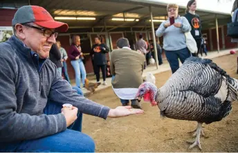  ?? Photos by Michelle Shiers — ?? Thanksgivi­ng Day visitors at the Gentle Barn are encouraged to feed the turkeys in addition to cuddling them.