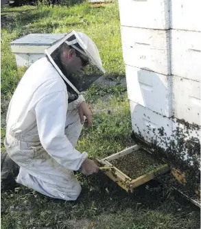  ??  ?? Beekeeper Danny Paradis of Watino, Alta., chose to keep his hives home this year instead of taking them to B.C. for the blueberry pollinatio­n season.