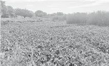  ?? ALFREDO MARQUEZ ?? Las lagunas serán más vigiladas