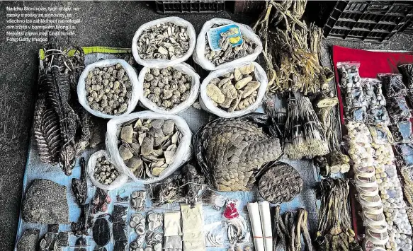  ??  ?? Sloní kůže, tygří drápy, náramky a sošky ze slonoviny, to všechno lze zahlédnout na nelegálním tržišti v barmském Mong La. Největší zájem mají čínští turisté. Foto: Getty Images
