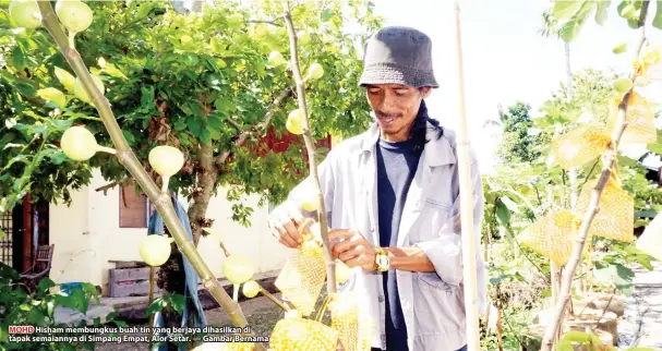  ??  ?? MOHD Hisham membungkus buah tin yang berjaya dihasilkan di tapak semaiannya di Simpang Empat, Alor Setar. — Gambar Bernama