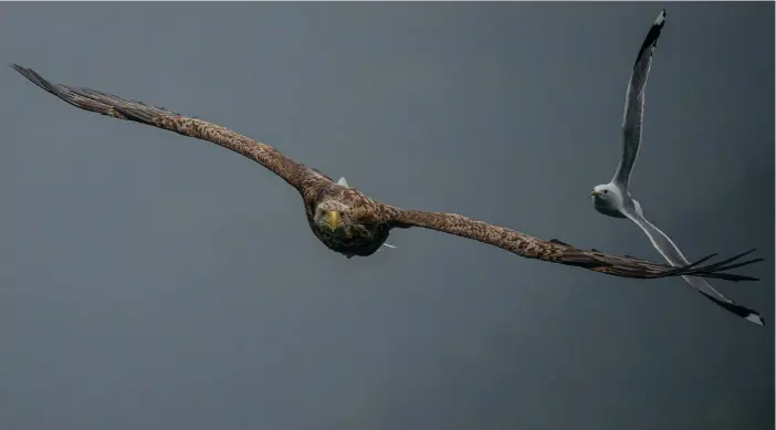  ?? FOTO: STIAN LYSBERG SOLUM/TT-NTB, ARKIVBILD ?? Havsörnen brukar lyftas fram som ett exempel på lyckad naturvård.
■