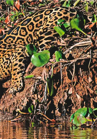  ??  ?? El jaguar es el felino más grande de América y el tercero en el mundo después del tigre y el león.