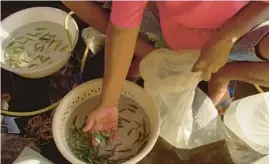  ?? ?? Workers in Indonesia prepare fish for shipment to the city of Denpasar in Bali to be exported.