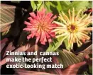  ??  ?? Zinnias and cannas make the perfect exotic-looking match