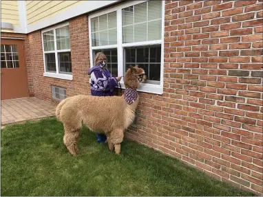  ?? COURTESY OF MANATAWNY MANOR ?? Wendy Tucci and Duchess, the alpaca, share window visits with residents of Manatawny Manor, a Diakon senior living facility in East Coventry Township, Chester County. Tucci of Dream Maker Alpaca Ranch in Union Township, Berks County, is owner of the alpaca.