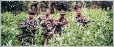  ??  ?? The 600 kilograms of dried cannabis was worth about $6.5m. Police found a collection of loaded firearms, including loaded automatic rifles and pistols. The Special Tactics Group tramped for three days in rough terrain to get to the campsite.