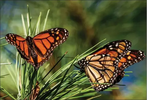  ?? (File Photo/AP/Nic Coury) ?? Monarch butterflie­s land on branches Nov. 10, 2021, at Monarch Grove Sanctuary in Pacific Grove, Calif.