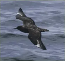  ?? Photograph: Jim Mackenzie ?? Great skua, uncommon passage migrant. Last Arran record 2018.