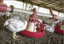  ?? ASSOCIATED PRESS 2003 ?? Chicken processing plants that receive a waiver from the Trump administra­tion will be able to process up to 175 birds per minute, up from the old limit of 140 birds per minute.