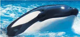  ?? SEAWORLD/TNS ?? Acquired by SeaWorld in 1992, Tilikum helped SeaWorld grow its captive orca collection by fathering more than a dozen offspring.