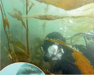  ?? NZ POLICE/SUPPLIED ?? Above and left, Police dive members diving underwater.