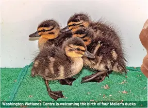  ?? ?? Washington Wetlands Centre is welcoming the birth of four Meller’s ducks