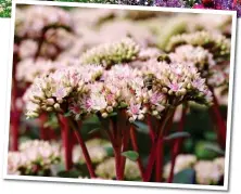  ??  ?? IN ALL THEIR GLORY: A gorgeous border display including phlox, hydrangeas, heleniums and nepeta. Above: Hyloteleph­ium Matrona