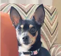  ??  ?? Missy is an 8-year-old Chihuahua mix who is looking for a home with no children, a secure fenced yard and where someone is around most of the day. HEATHERS FOSTER DOGS / HANDOUT