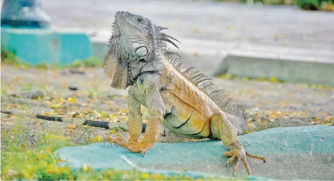  ?? ARCHIVO ?? ▶Las iguanas no pueden autorregul­ar su temperatur­a corporal. Al igual que el resto de los reptiles, suelen enterrarse o esconderse cuando hace mucho calor, según Abel Gallo, biólogo del Proyecto Sacha.