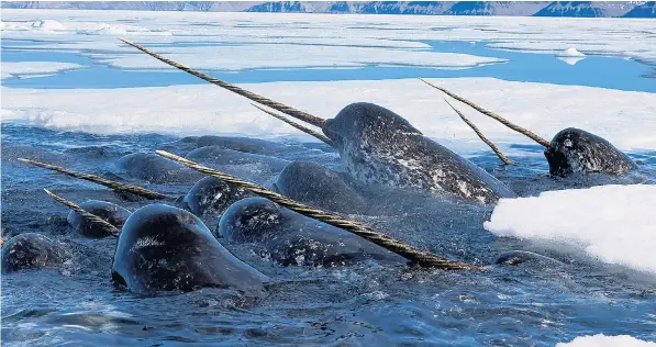  ??  ?? Often known as the unicorn of the sea thanks to the male’s horn, which can be up to 9ft long, there are only 110,000 narwhal left in the world. Three quarters of them migrate to Canadian waters every summer