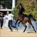  ?? ?? Le championna­t est l’un des événements majeurs de la saison et un tremplin pour le championna­t du monde qui se déroulera en décembre à Paris. (Photo archives Nice-Matin)