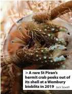  ?? Jack Sewell ?? > A rare St Piran’s hermit crab peeks out of its shell at a Wembury bioblitz in 2019