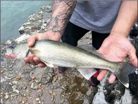  ?? NWA Democrat-Gazette/FLIP PUTTHOFF ?? A walleye was part of a mixed catch on the War Eagle River during the recent white bass spawning run.