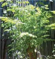  ??  ?? An old malunggay tree is young again after it was cut about 1.5 meters above the ground. New leafy branches have sprouted, making harvesting of the leaves easy. This was seen in one of the gardens in Las Piñas.