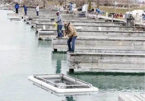  ?? MARCUS OLENIUK PHOTOS/TORONTO STAR ?? The salmon are placed in pens once they enter the fish equivalent of maturity. At this stage, they develop the ability to “imprint” on the waters they are about to leave. Environmen­tal cues combined with this homing mechanism help fish recall the area,...