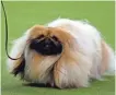  ?? ADAM HUNGER, USA TODAY SPORTS ?? Chuckie, a Pekingese, won the toy group Monday.