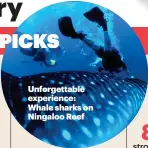  ??  ?? Unforgetta­ble experience: Whale sharks on Ningaloo Reef