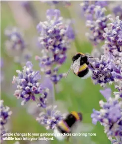  ?? ?? Simple changes to your gardening practices can bring more wildlife back into your backyard.