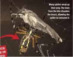 ??  ?? ME CONSU S SPIDER MUCH AS TWICE ABOUT PEOPLE IN ALL MEATAS NED. COMBI WORLD THE Many spiders wrap up their prey. The toxin from the bite dissolves the insect, allowing the spider to consume it.