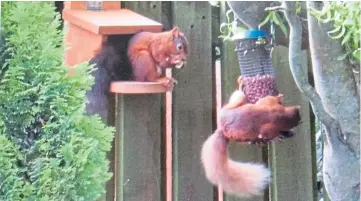  ??  ?? “These red squirrels have kept us entertaine­d over the last few months of restrictio­ns,” says a Craigie reader.