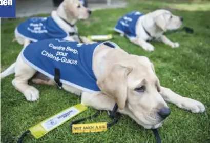  ?? FOTO RR ?? Tijdens de training tot geleidehon­d valt de helft van de honden in opleiding af. Met een verbeterd fokprogram­ma hoopt de UGent dat aandeel terug te dringen tot 30 procent.