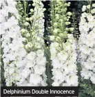  ??  ?? Delphinium Double Innocence