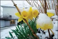  ?? (AP/Charles Krupa) ?? Snow covers daffodils Friday in East Derry, N.H., during a spring storm in New England.