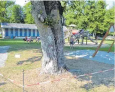  ?? FOTO: PAUL MARTIN ?? Der Baum steht in direkter Nähe zum Spielplatz, die Insekten haben ihr Nest samt „Einflugsch­leuse“allerdings in Richtung Johanniter, sprich weg von Sandkasten und Schaukeln. Ein paar Quadratmet­er um die Buche herum wurden trotzdem abgesperrt und ein Schild mit der Aufschrift „Achtung Wespen“angebracht.