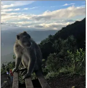  ??  ?? A monkey rests on a bench near the summit of Mount Batur near Bali, Indonesia.