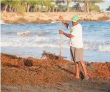  ??  ?? El sargazo está afectando las principale­s playas en el Caribe.