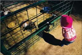  ?? PHOTO BY AMY CRAWFORD/YUMA SUN ?? Buy this photo at YumaSun.com A CHILD PLAYS WITH GOATS AT THE CAMEL FARM in Yuma.