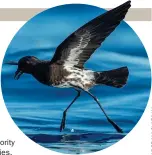  ?? ?? New Caledonian Storm Petrel has been named as a new species.