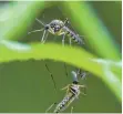  ?? FOTO: PATRICK PLEUL/DPA ?? Wenigstens auf die Mücken kann man sich in diesem Sommer verlassen.