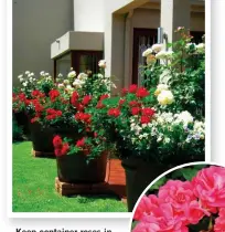  ??  ?? Keep container roses in peak condition by: