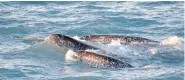  ?? KRISTIN LAIDRE / NOAA / AP / CP FILES ?? A pod of narwhal surfaces in northern Canada. A study finds the increased presence of killer whales in the Arctic is intimidati­ng narwhal into changing their behaviour.