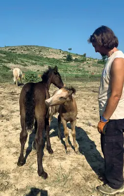  ??  ?? Sonny Richichi con Nina e Grifo, due dei cavalli maltrattat­i del suo centro