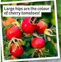  ?? ?? Large hips are the colour of cherry tomatoes!