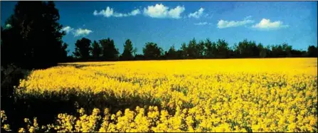  ?? (NDSU photo) ?? University and agricultur­e profession­als will provide informatio­n to assist canola producers with production decisions for the 2023 growing season during the Getting-it-Right in Canola Production webinar.