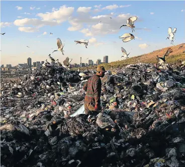  ?? Picture: Alon Skuy ?? Sacred ibises flap overhead as a waste-picker surveys the pickings at a dump site near Turffontei­n, Johannesbu­rg.