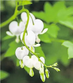  ?? ?? Amprocapno­s spectabili­s ‘Alba’ (white bleeding heart)