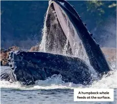  ??  ?? A humpback whale feeds at the surface.