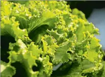  ?? SEAN D. ELLIOT/THE DAY SEAN D. ELLIOT/THE DAY ?? The morning dew glistens on a head of leaf lettuce as Jimmy Moran harvests for his farm stand at Wehpittitu­ck Farm.